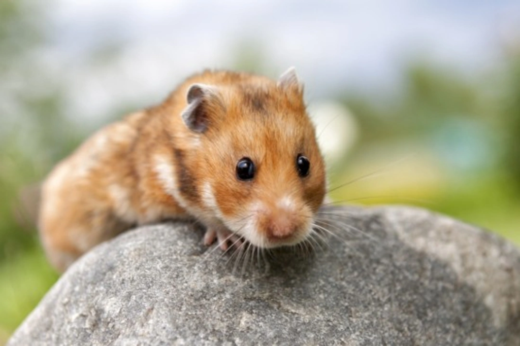 Syrian Hamster