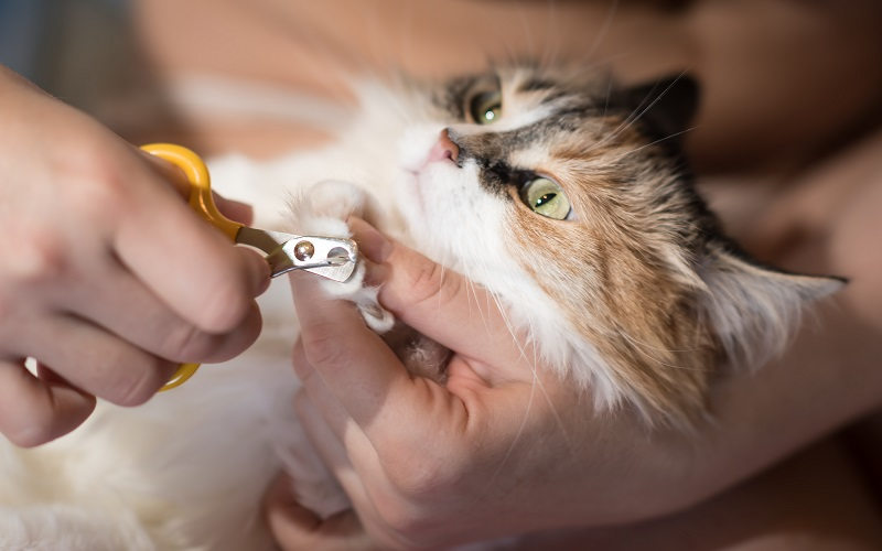 Cat Nail Care