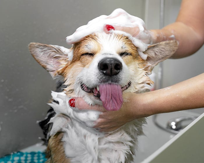 Dog Grooming
