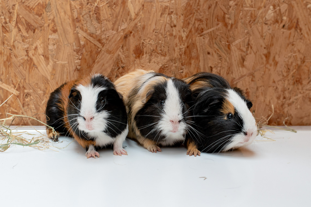 Guinea Pigs