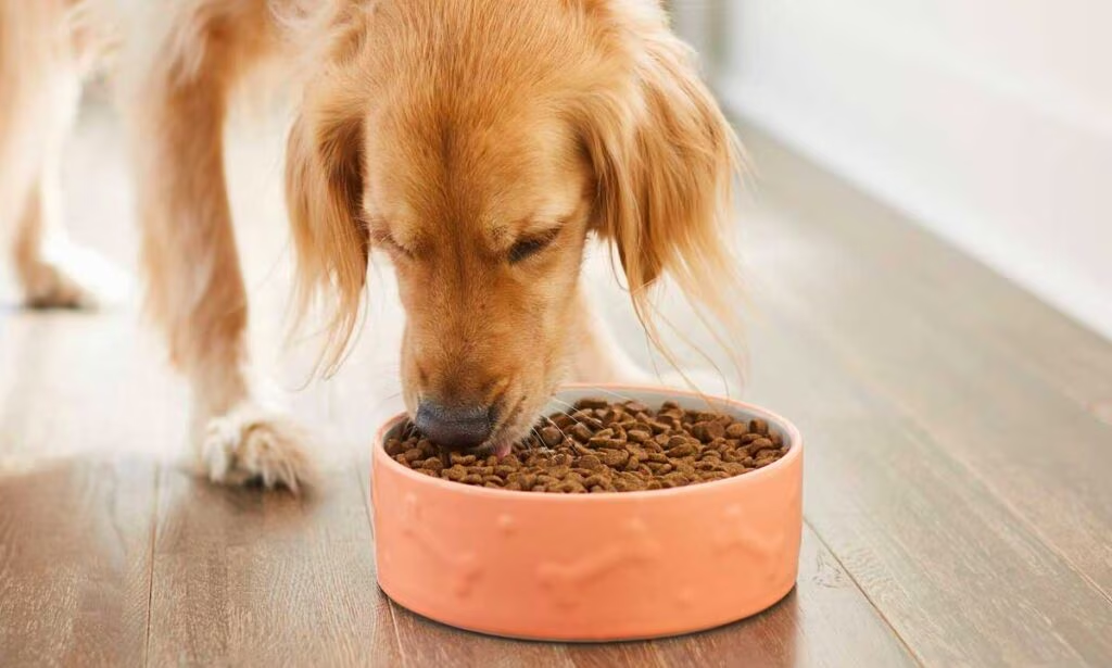 Doggy eating Food