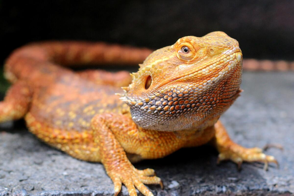 Bearded Dragons