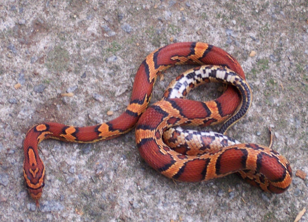 Corn Snakes