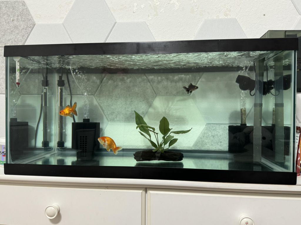 Bare Fish Tank