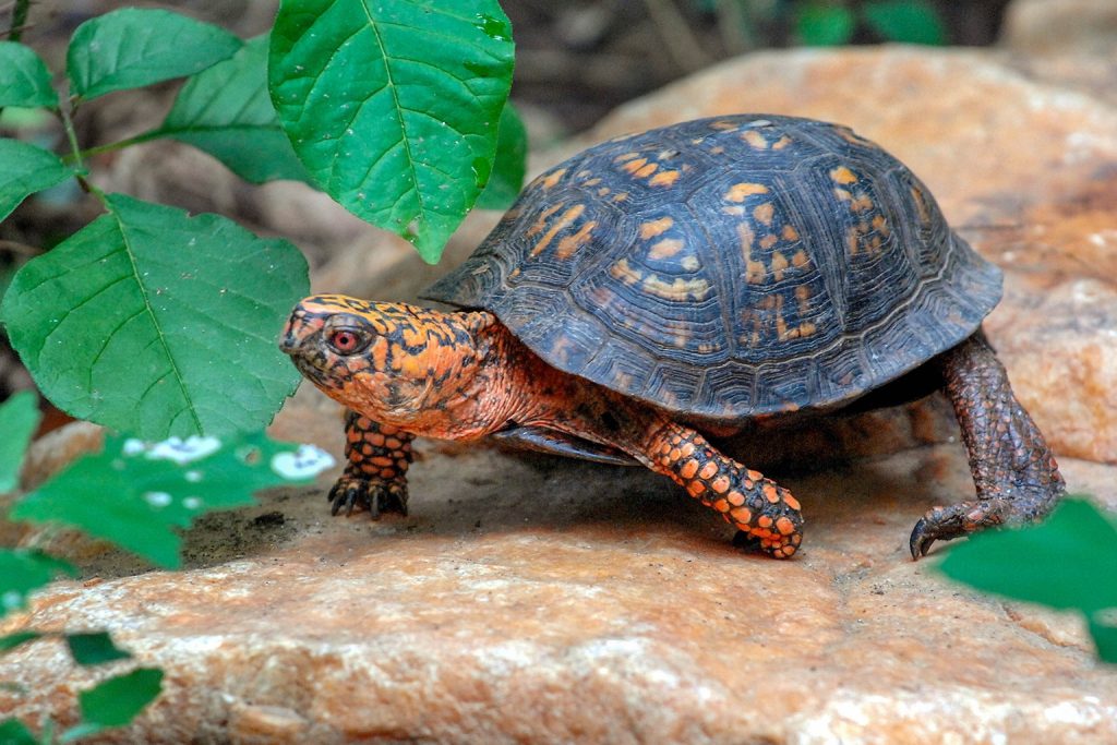 Box Turtle