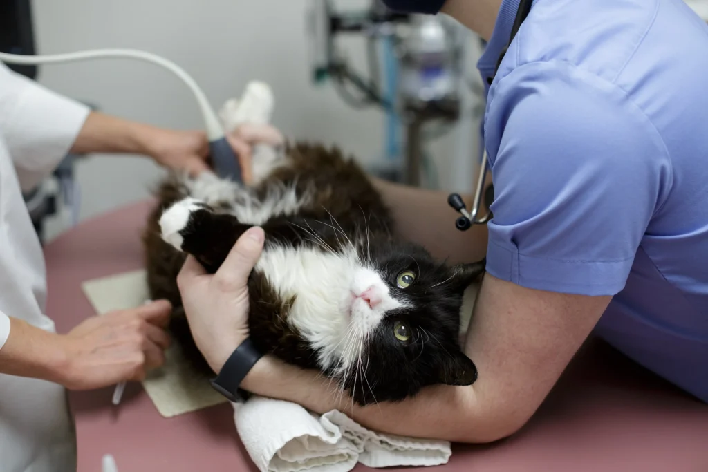 Cat Surgery