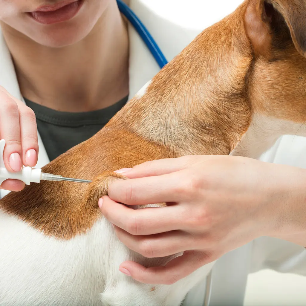 Dog with Microchip