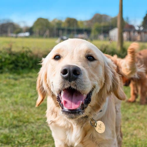 a labrador dog with a tag on collar