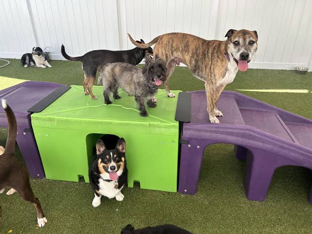 Doggy in Camp