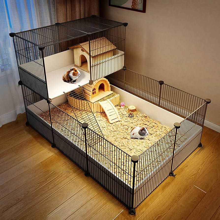 Guinea pig in Cage