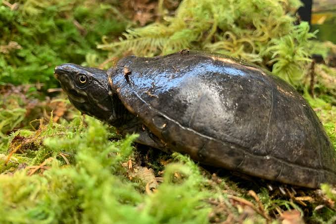 Musk Turtle