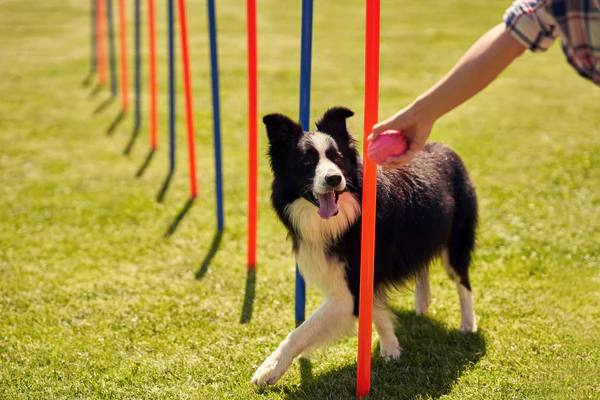 Pet Classes