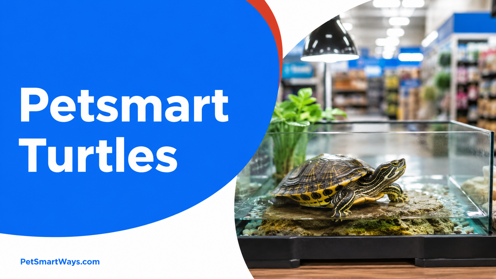 Petsmart Turtles