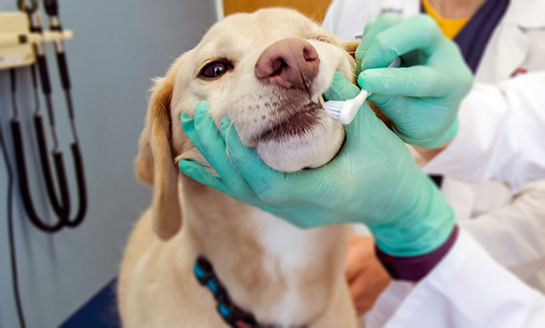 Teeth Brushing at the Grooming Salon