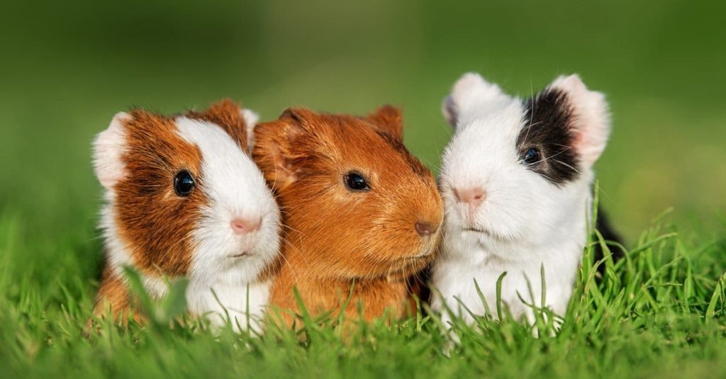 a guinea pig