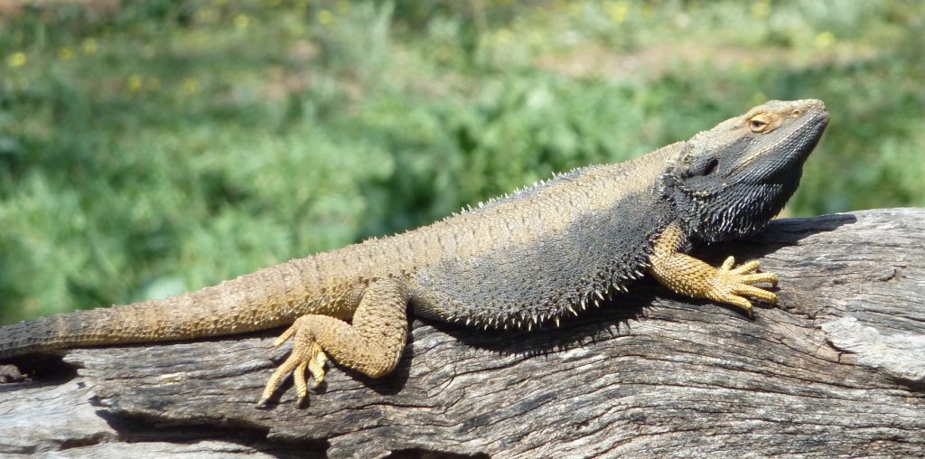  bearded dragons