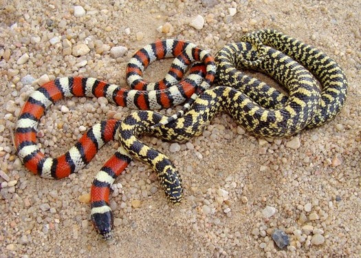 Milk and king snakes