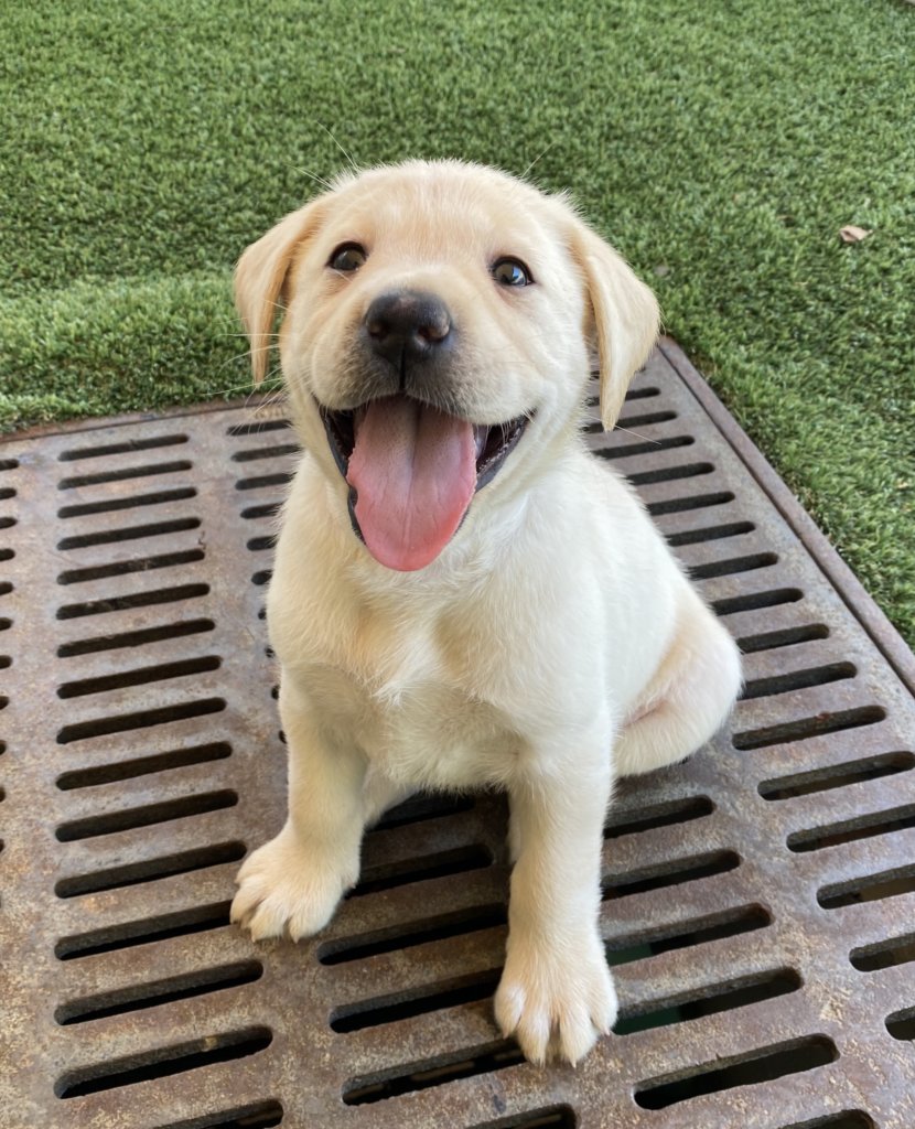 Puppy