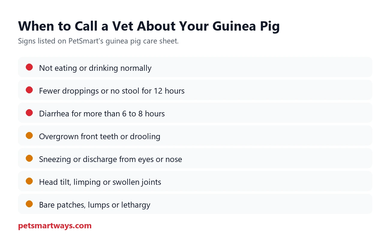 Signs a guinea pig needs a vet, from PetSmart's care sheet