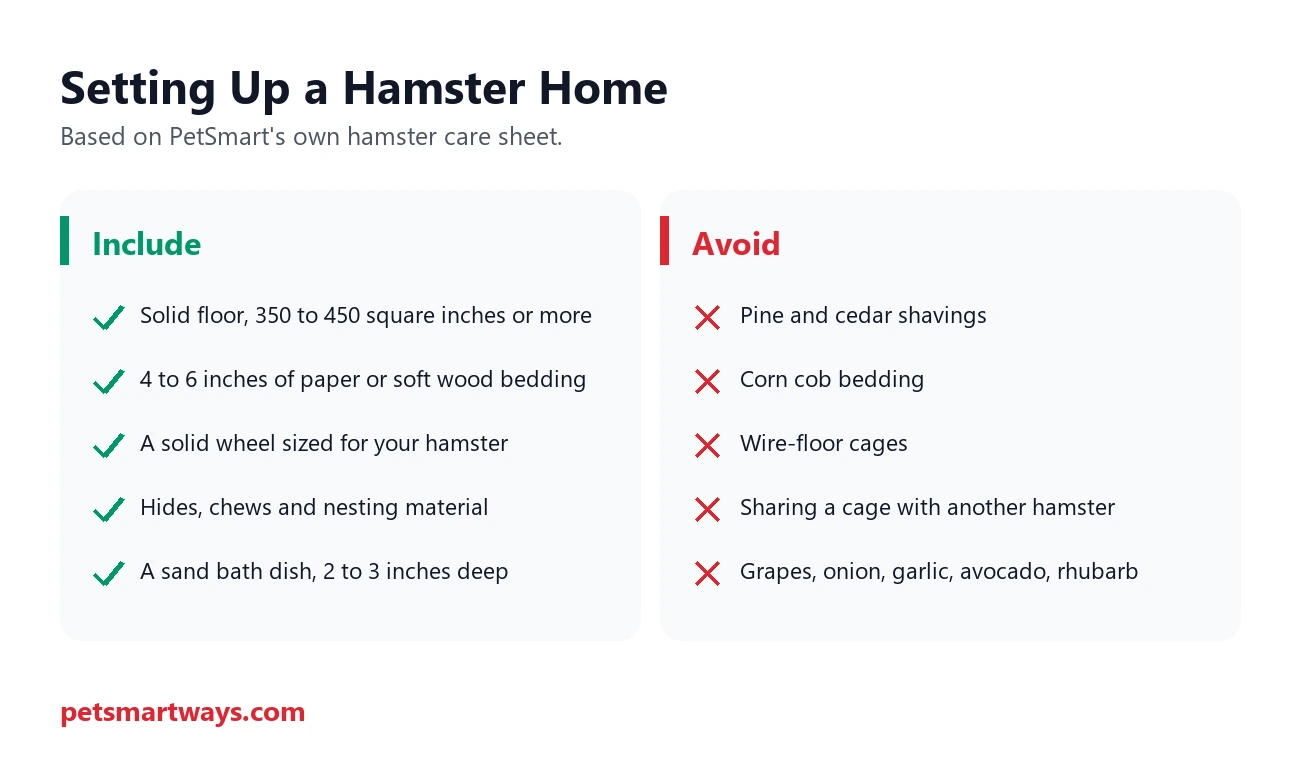 What to include and avoid when setting up a hamster habitat